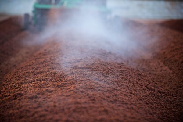 Rooibos develops its distinct red colour during fermentation