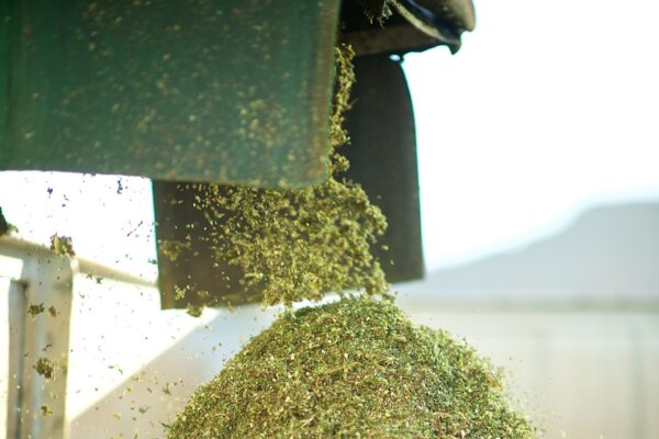 Peartree Photography | 180131 Carmien Tee | http://peartree.co.za/blog/ Carmién Rooibos being cut after harvesting to prepare for oxidation
