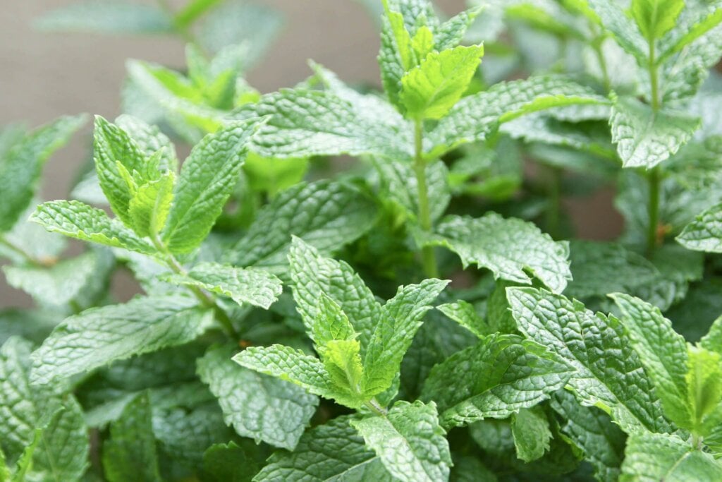 Spearmint