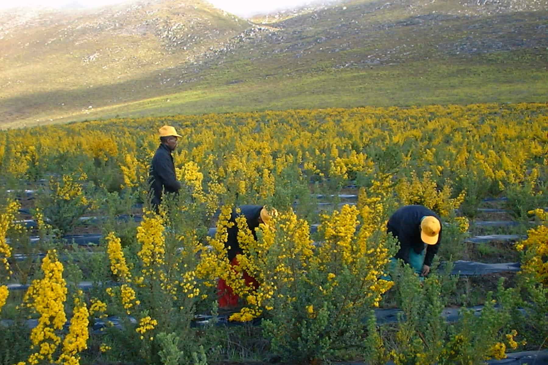 What is Honeybush