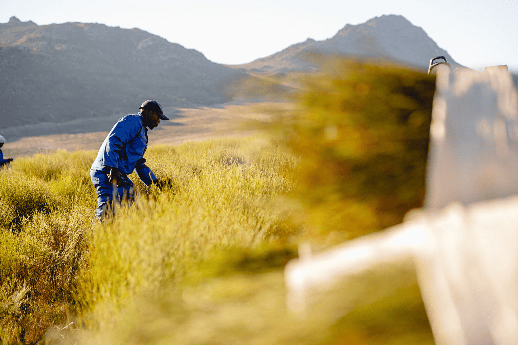 Super El Nino and Rooibos Supply