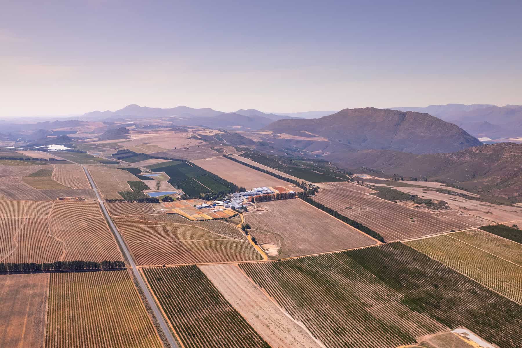 Carmien Rooibos Fields