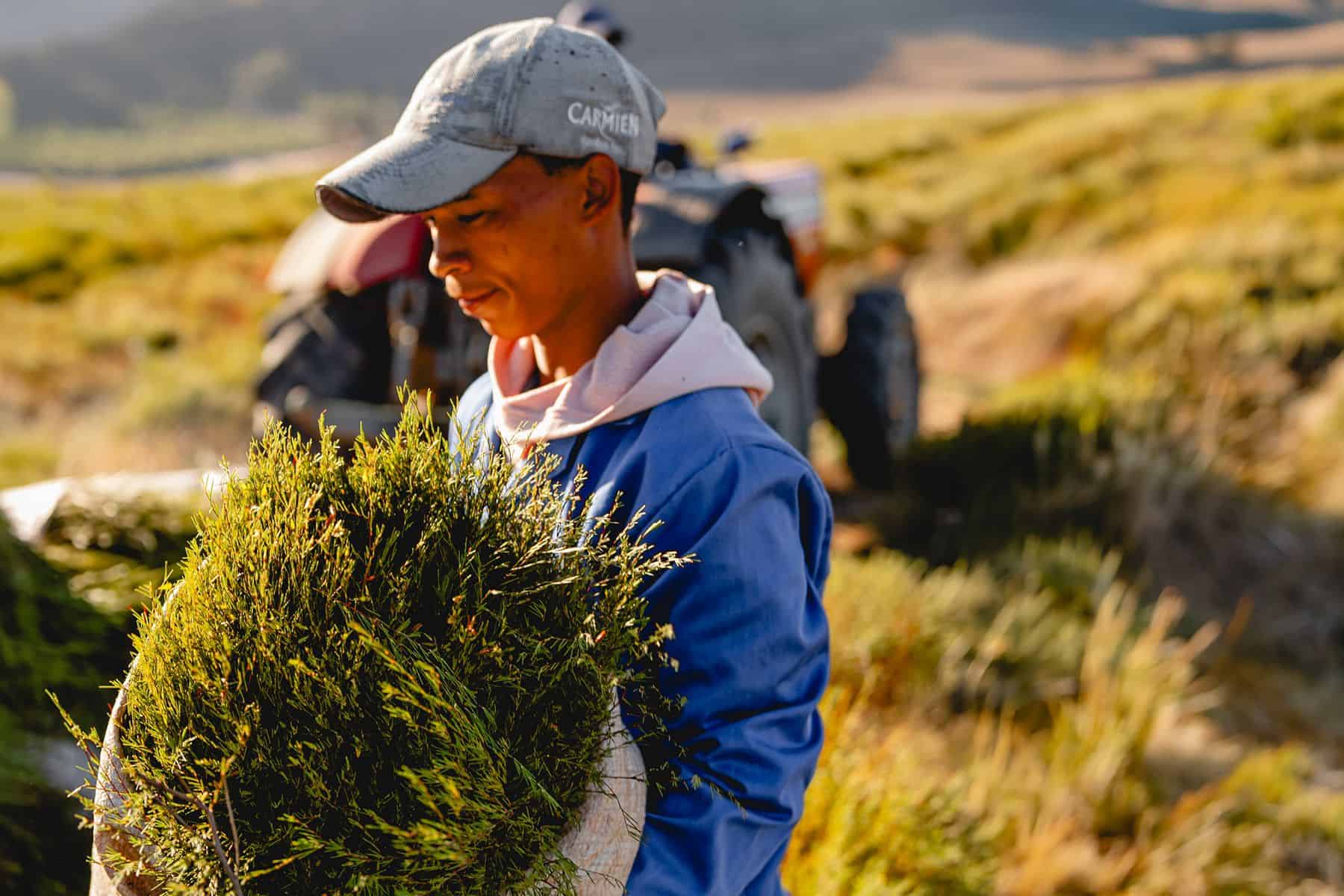 Rooibos Heritage
