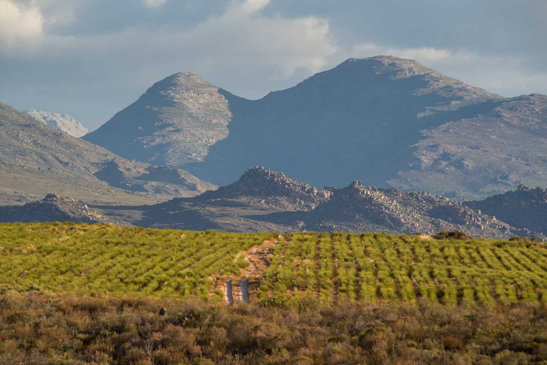 Rooibos Tea Fields