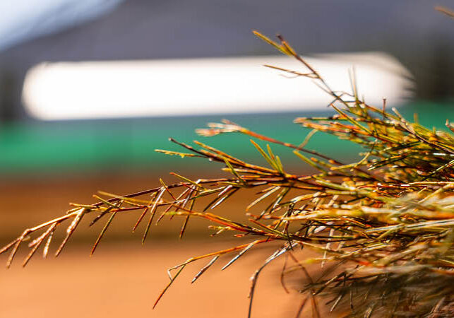 Freshly-harvested rooibos tea plants awaiting processing