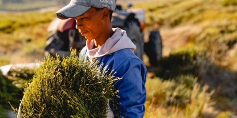 Rooibos Heritage