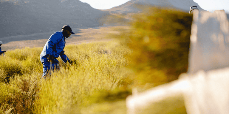 Super El Nino and Rooibos Supply